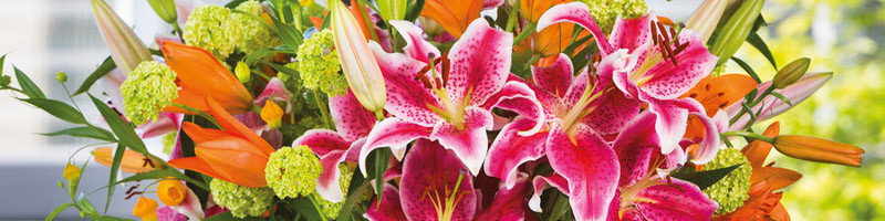 lily, lilies, lily flower, lilium